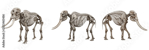 Bild auf Leinwand African elephant skeleton, Loxodonta africana, full body side view, detailed ivo