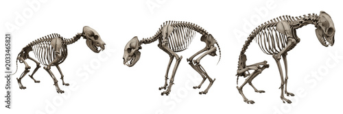 Cuadro en lienzo Hyena skeleton, Crocuta crocuta, hunched posture, realistic predator bone textur