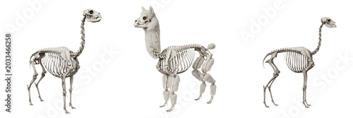Schilderij op canvas Alpaca skeleton, Vicugna pacos, fluffy mammal anatomy transformed into realistic