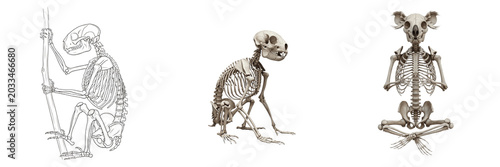 Foto Koala skeleton, Phascolarctos cinereus, sitting tree pose, detailed marsupial sk