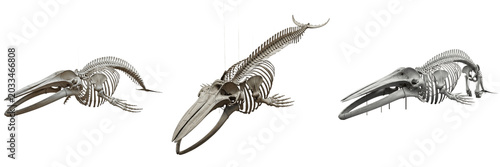 Quadro su tela Blue whale skeleton, Balaenoptera musculus, enormous vertebral structure, museum