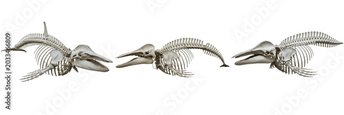 Schilderij op canvas Orca skeleton, Orcinus orca, giant whale bone structure, side profile anatomy, D