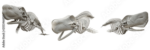 Quadro su tela Sperm whale skeleton, Physeter macrocephalus, giant skull anatomy, realistic mar