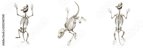 Fotografie Raccoon skeleton, Procyon lotor, climbing posture, realistic skeletal anatomy, P