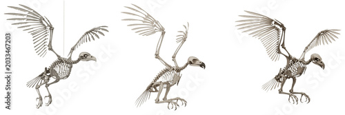 Foto Golden eagle skeleton, Aquila chrysaetos, flying pose, realistic avian skeletal