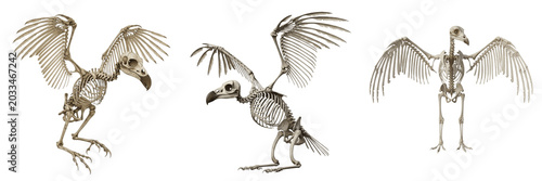 Canvastavla Vulture skeleton, Cathartes aura, large wingspan and hooked skull anatomy, Catha