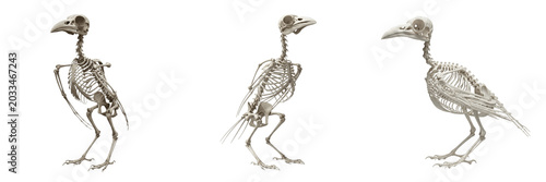 Fotografía Crow skeleton, Corvus corone, standing pose, detailed bird rib cage structure, C