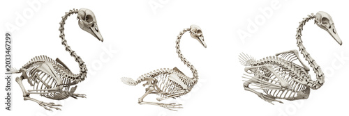 Photos Swan skeleton, Cygnus olor, curved neck posture, realistic bird skeleton render,