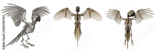 Foto Macaw skeleton, Ara macao, wings spread, realistic tropical bird bones, Psittaci