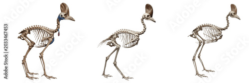 Foto Cassowary skeleton, Casuarius casuarius, side profile, prehistoric-looking bird