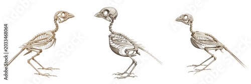 Картината върху платно Canary skeleton, Serinus canaria domesticus, delicate small bird anatomy, scient