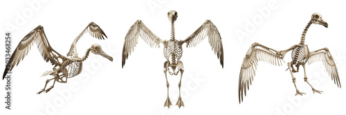 Schilderij op canvas Albatross skeleton, Diomedea exulans, enormous wingspan anatomy, marine bird ske