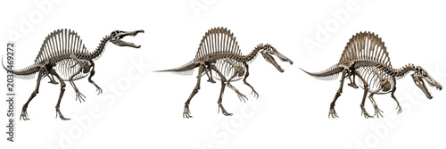 Fotografia Spinosaurus skeleton, Spinosaurus aegyptiacus, sail-back spine structure, detail