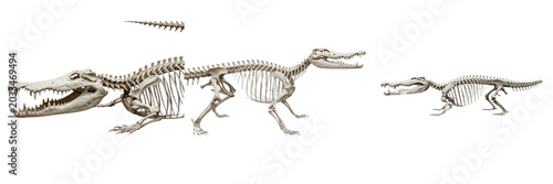 Photos Crocodile skeleton, Crocodylus porosus, side profile, realistic reptile skull st