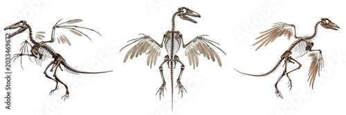 Fotografie Archaeopteryx skeleton, Archaeopteryx lithographica, feathered dinosaur bird tra