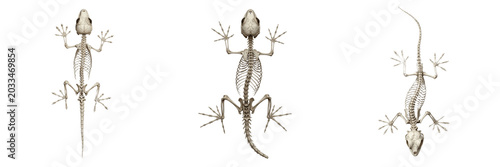 Canvastavla Gecko skeleton, Gekko gecko, wall-climbing pose anatomy, realistic detail, Gekko