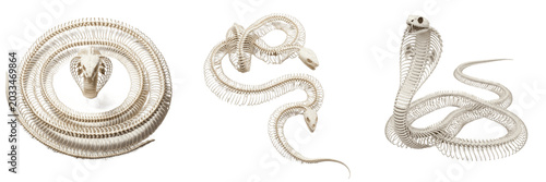 Tableau sur toile Cobra skeleton, Naja naja, coiled posture, elongated snake vertebrae structure,