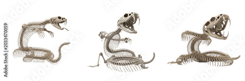 Photos Rattlesnake skeleton, Crotalus atrox, striking pose, detailed fang skull anatomy