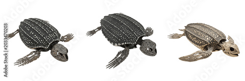 Bild auf Leinwand Leatherback turtle skeleton, Dermochelys coriacea, large marine reptile anatomy,