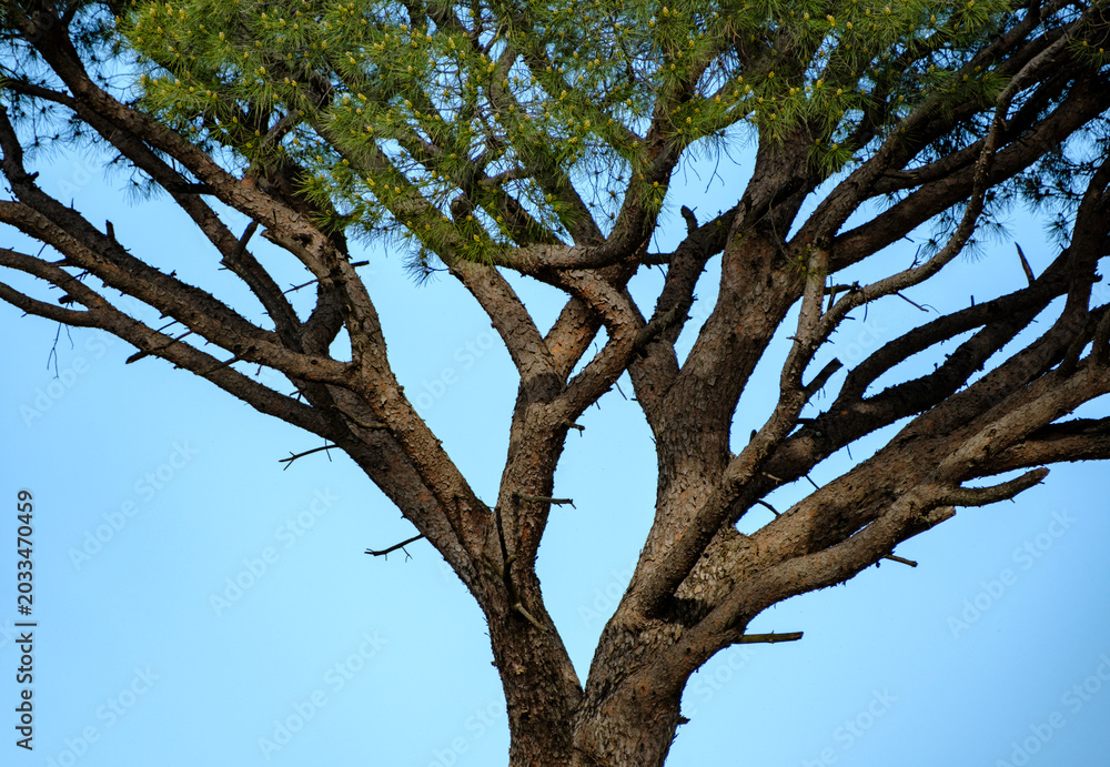Fototapeta premium Detailed view of the thick trunk and spreading main branches of a large pine tree