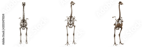 Fotografie Giant moa skeleton, Dinornis robustus, towering extinct bird anatomy, Dinornithi
