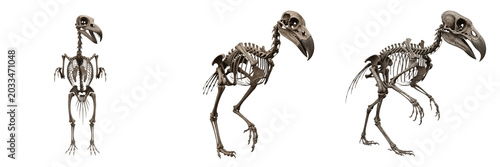 Konstfotografi Terror bird skeleton, Phorusrhacos longissimus, giant predatory avian anatomy, P