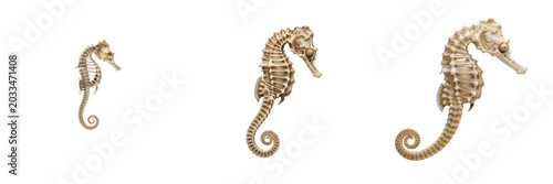 Tableau sur toile Seahorse skeleton, Hippocampus hippocampus, curled tail anatomy, miniature marin
