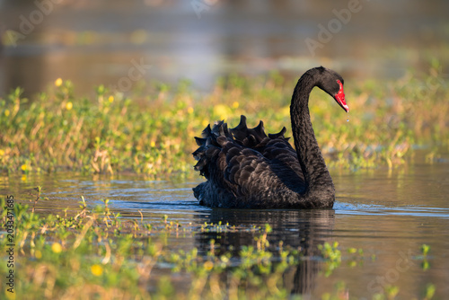 Black swan swimming in shallow wetland during golden light