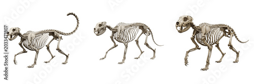 Photos Snow leopard skeleton, Panthera uncia, mountain predator skeletal structure, Fel