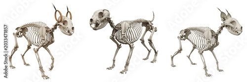 Tableau sur toile Lynx skeleton, Lynx lynx, feline anatomy with tufted ear skull detail, Felidae c