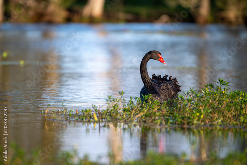 Black swan swimming through calm wetland water