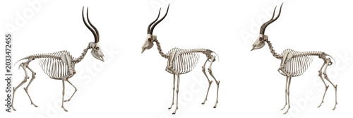 Tableau sur toile Antelope skeleton, Hippotragus niger, graceful horn structure anatomy, Bovidae a