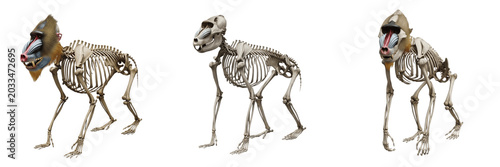 Photos Mandrill skeleton, Mandrillus sphinx, colorful primate transformed into realisti