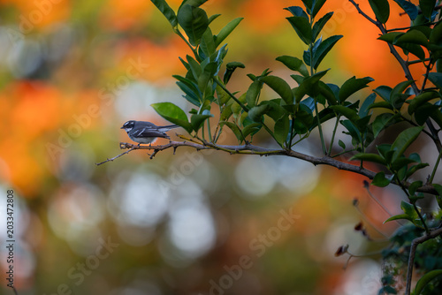 Grey fantail perched on citrus branch with colorful bokeh