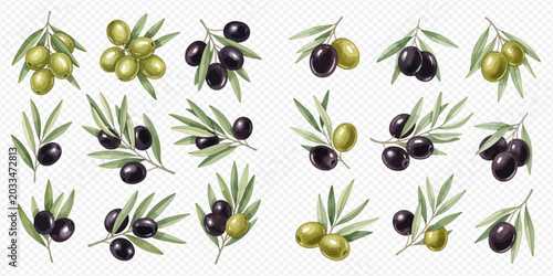 Schilderij op canvas Set of realistic olive branches with green and black olives and leaves, isolated on a transparent background for culinary and healthy food concepts
