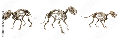 Foto Tasmanian tiger skeleton, Thylacinus cynocephalus, extinct marsupial anatomy, Th