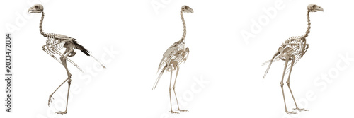 Fotografia Secretary bird skeleton, Sagittarius serpentarius, long-legged raptor anatomy, S