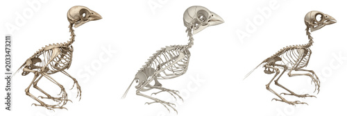 Photos Finch skeleton, Fringilla coelebs, tiny bird bone anatomy, scientific render, Fr