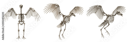 Tableau sur toile Condor skeleton, Vultur gryphus, enormous wingspan anatomy, realistic bone detai