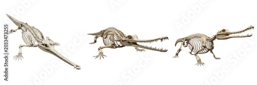 Canvastavla Gharial skeleton, Gavialis gangeticus, narrow crocodilian skull anatomy, Gaviali