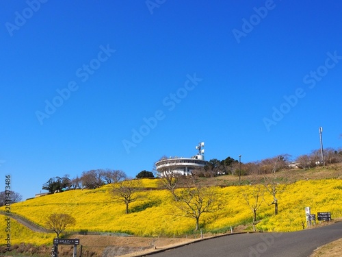 the beautiful canola flower garden