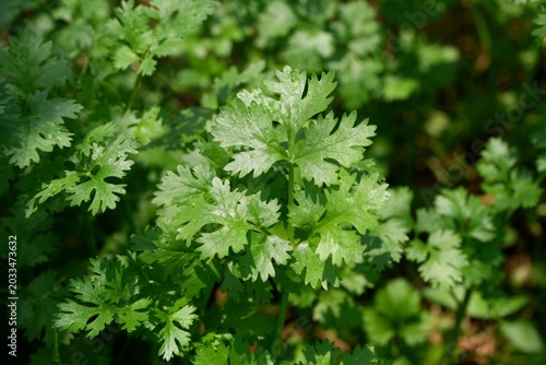 Fresh Coriander Leaves Close-Up Macro Detail Herb Photography