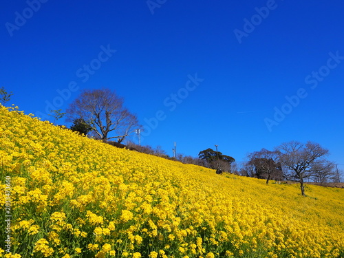 the beautiful canola flower garden