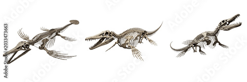 Fotografía Mosasaurus skeleton, Mosasaurus hoffmannii, giant marine reptile fossil anatomy,
