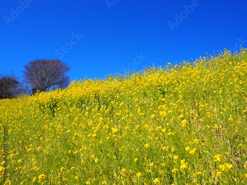 the beautiful canola flower garden