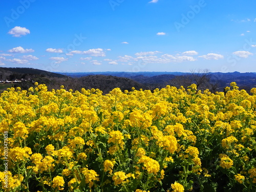 the beautiful canola flower garden