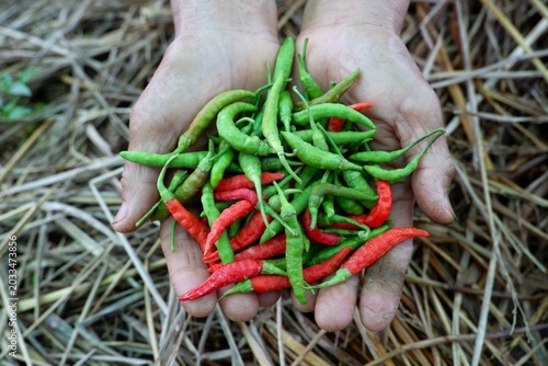 Obraz na płótnie The weathered, hardworking hands of a sustainable farmer cradling glossy, ripe bird's eye chilies (Capsicum frutescens) under bright sunlight