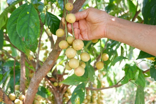 Close Up Farmer Hand Holding Ripe Burmese Grape
