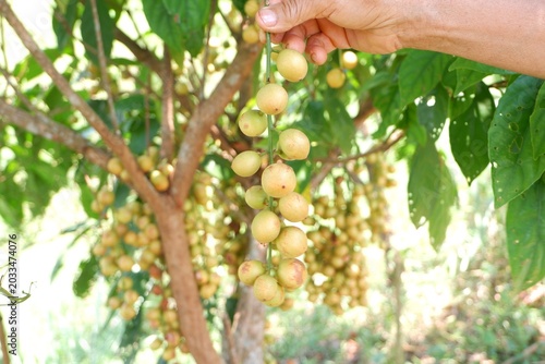 Fresh Burmese Grape in Farmer Hand During Harvest