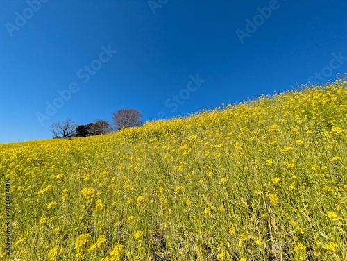the beautiful canola flower garden